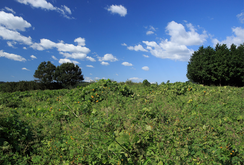 farm