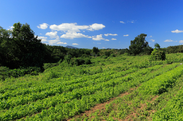 farm