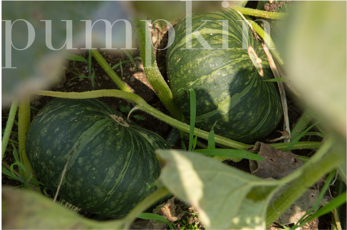 Pumpkin