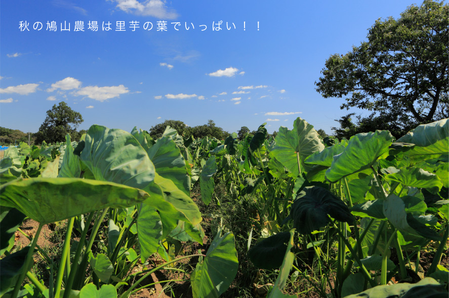 秋の鳩山農場は里芋の葉でいっぱい!!