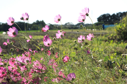鳩山農場 2015年秋