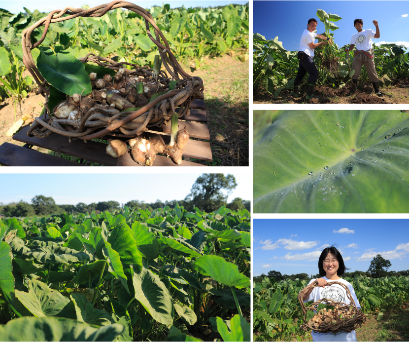 鳩山農場 2015年秋