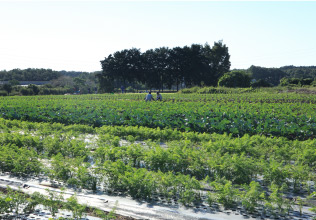 鳩山農場 2015年秋