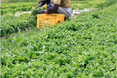 鳩山農場2015夏